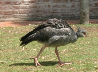big_bird