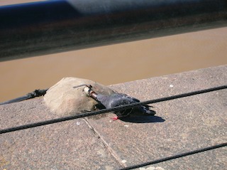 DSCN0010