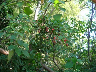 DSCN0074