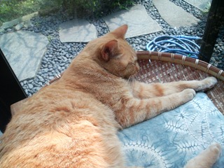 Image093_Neko-chan