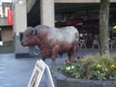 Random Bison