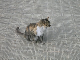 scruffy cat
