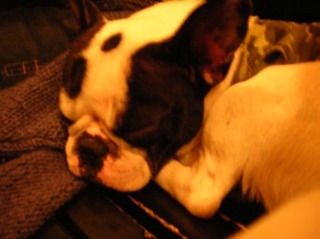 sleeping luna